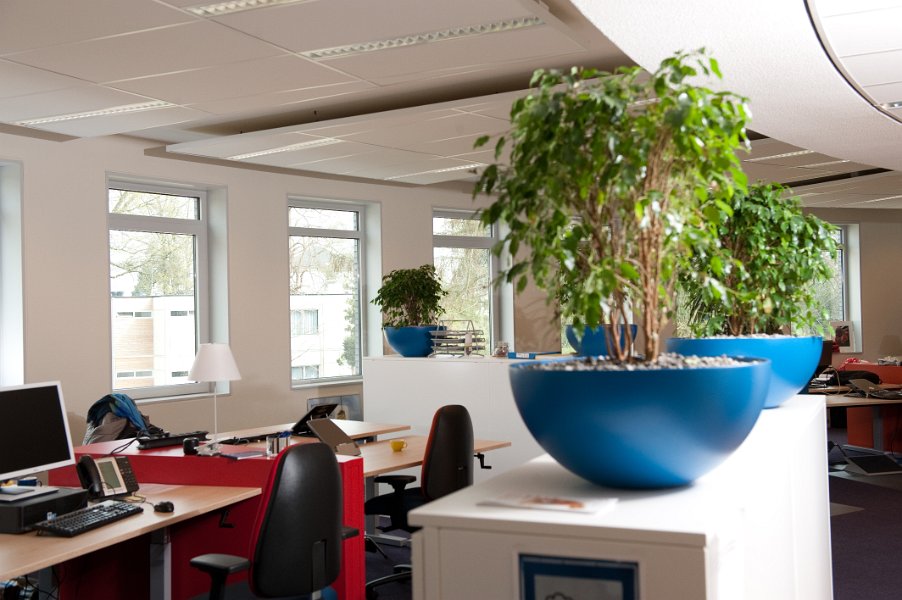 blauwe schaal ficus (1 van 1)